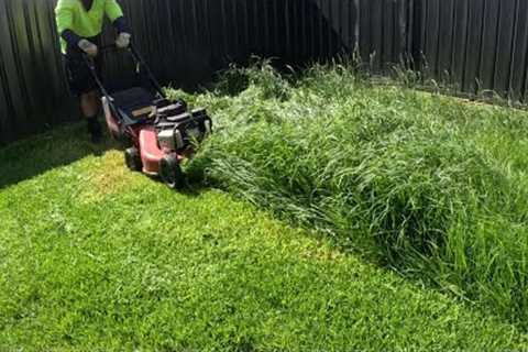 Mowing tall grass perfectly (Satisfying)