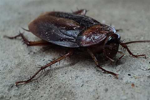 Cockroach Exterminator Dunedin Emergency Domestic Cockroach Control