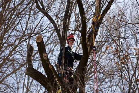 Exploring the Warranties and Guarantees Offered for St. Louis Arborist Services