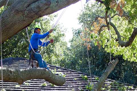 Eco-Friendly and Sustainable Tree Care Services in Garland, Texas