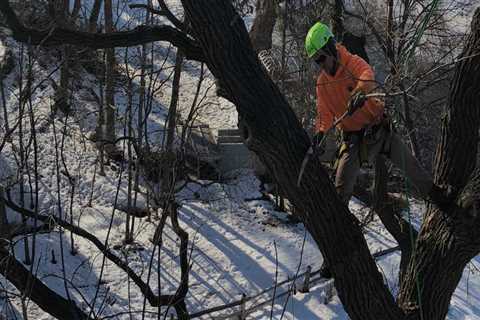 St. Louis Arborist Services: The Importance of Tree Trimming and Pruning