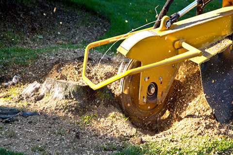 St. Louis Arborist Services: The Complete Guide to Stump Grinding