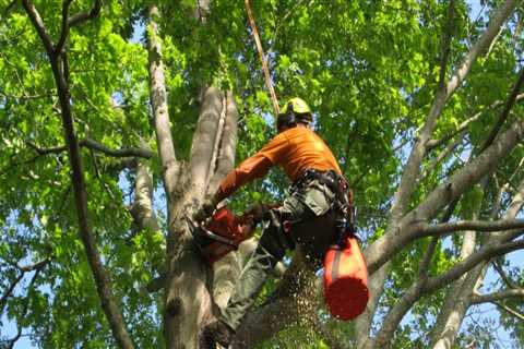 The Importance Of Professional Arborist And Tree Surgeon For Tree Care In Martinsburg, WV