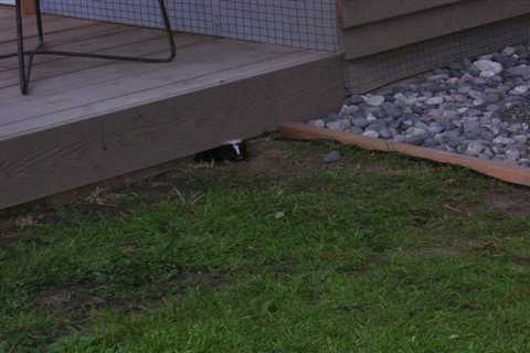 How Can I Safely Prevent Skunks From Nesting On My Property In Los Angeles?