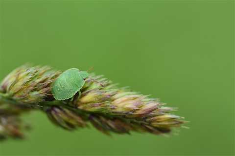 Effective Termite Treatment in Bradenton, FL