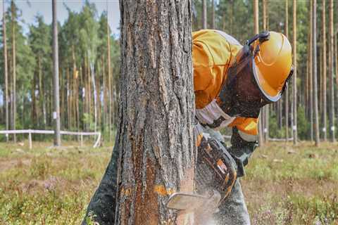 Understanding The Role Of Arborist Consulting In Martinsburg, WV: A Comprehensive Guide To Tree..