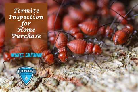 Effective Termite Treatment Solutions in Concord, NC