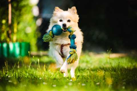 Why a Hidden Fence is Every Auckland Dog Owner’s Secret Weapon