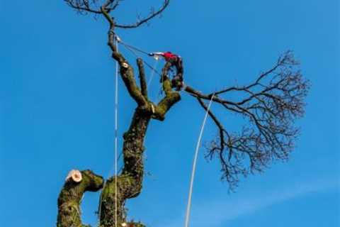 Tree Surgeon Chipping