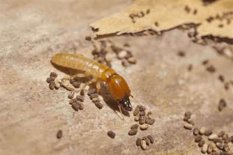 Termite Treatment Pine Hollow  - 24 Hour Residential Pest Control