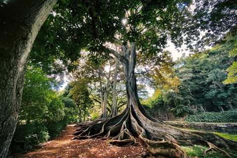 THE ROLE OF TREE ROOTS IN MAINTAINING SOIL HEALTH