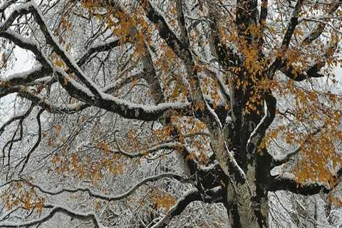 How to Handle Inclement Weather and Your Scheduled Seasonal Tree Care Service