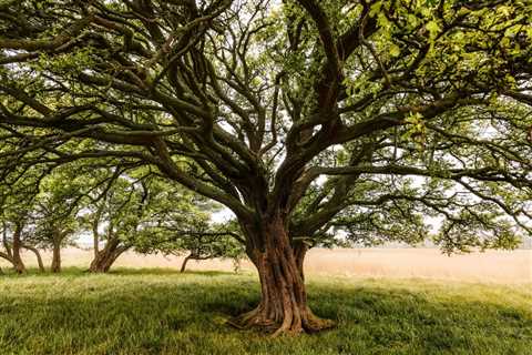 THE SCIENCE BEHIND HOW TREES PROVIDE SHADE – Truco Services