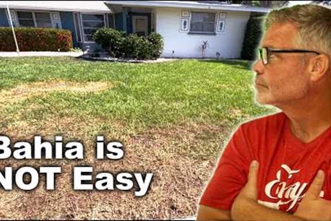 How To Care For A Bahia Grass Lawn Part 1