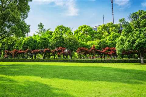 THE SCIENCE BEHIND HOW TREES PROVIDE SHADE