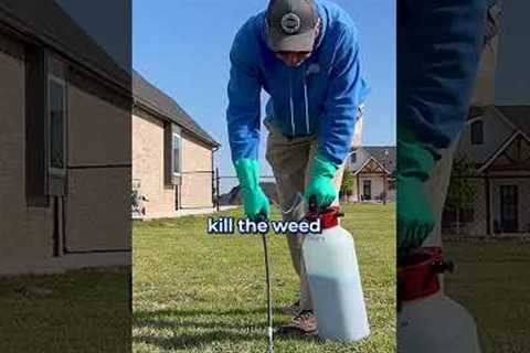 How to Get Rid of Weeds in Your Lawn