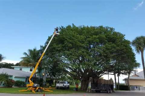 Kailua Tree Service