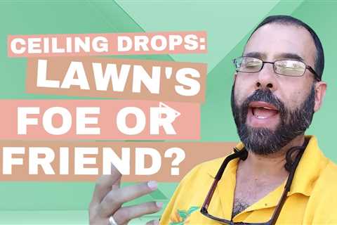 Unveiling Lawn Secrets: Ceiling Drops and Their Impact on Grass Health - A NaturePest Investigation