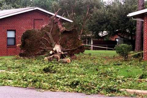 Unleash the Power of Tree Removal for Solar Panel Installation: Arborist Services, Stump Grinding,..