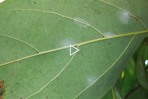 spiraling whitefly rugose whitefly on avocado