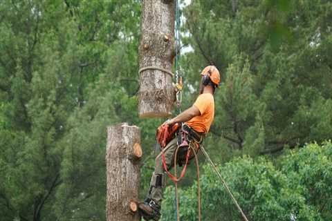 The Vital Role Of Arborist Services In Oklahoma's Arboriculture Landscape