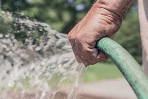 What types of trees can be grown from seeds by soaking them in water before planting?