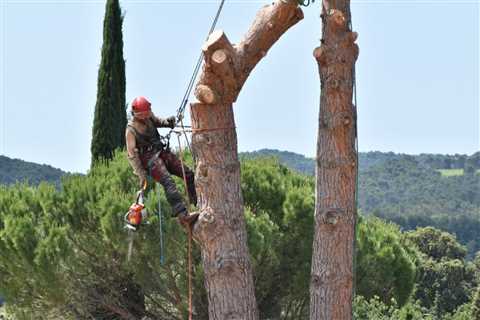 What Do They Call Tree Trunk Removal?