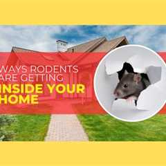 Barrie Pest Control: 4 Ways Rodents Are Getting Inside Your Home