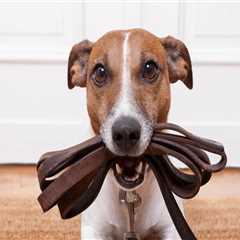 How long after pest control can dogs go outside?