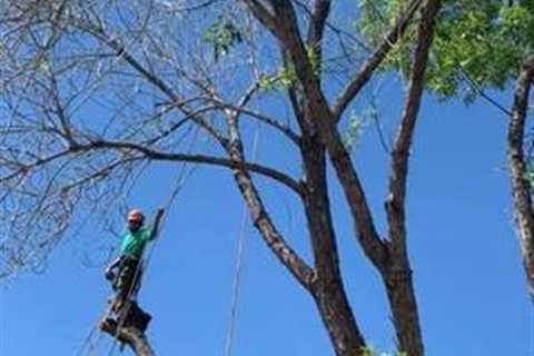 Tree Service