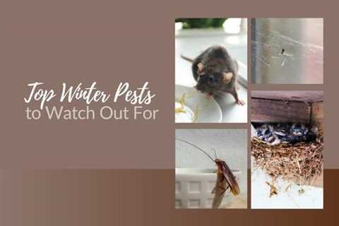 Protect Your Home with Professional Pest Control: Top Winter Pests to Watch Out For