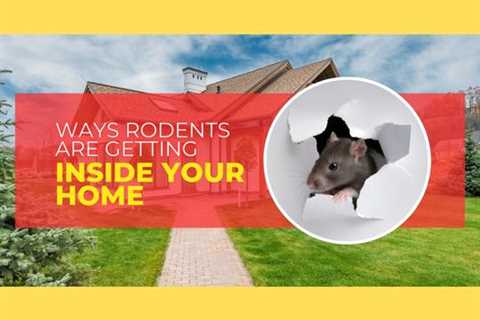 Barrie Pest Control: 4 Ways Rodents Are Getting Inside Your Home