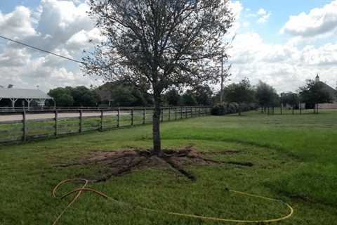 Houston Arborist Tree Service