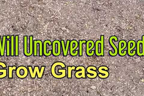 Can You Grow Grass Without Covering The Seed