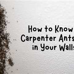 Spotting the Signs: How to Know If Carpenter Ants Are in Your Walls in Waterloo