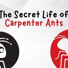 The Secret Life of Carpenter Ants in Cambridge: A Guide to Prevention and Control