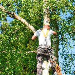 Can You Trim a Tree That Hangs Over Your Property in New Orleans