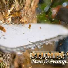 Trusted Tree Services in St. Thomas Ontario - Stumps 'R' Us