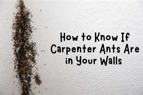 Spotting the Signs: How to Know If Carpenter Ants Are in Your Walls in Waterloo