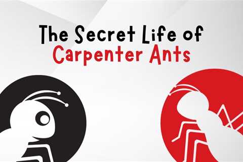 The Secret Life of Carpenter Ants in Cambridge: A Guide to Prevention and Control