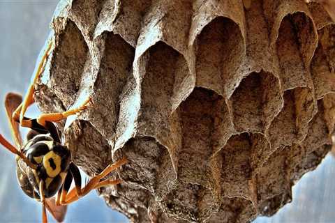 Why Outdoor Pest Control Is Essential: Managing Wasp Nests In Alberta