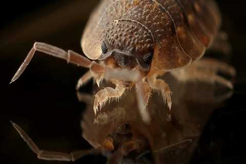 How Bug Service In Woodstock, GA Can Help With Wildlife Removal