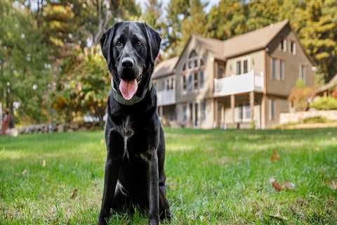 Maximizing Aesthetic Appeal with Hidden Dog Fences in Your Landscape Design