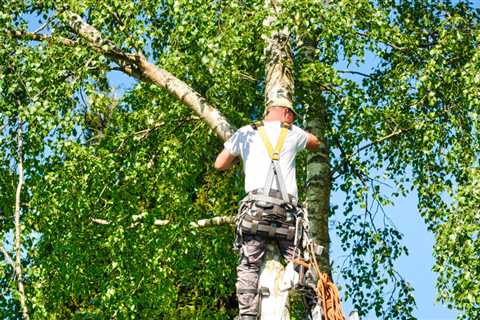 Can You Trim a Tree That Hangs Over Your Property in New Orleans