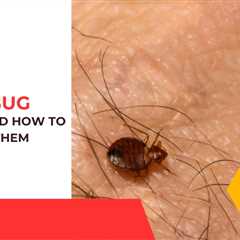 Niagara Pest Control: Why We Don’t Feel Bed Bug Bites and How to Detect Them