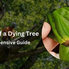 Spot the Telltale Signs of a Dying Tree: A Comprehensive Guide