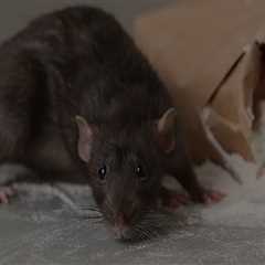 Rodent Control Strategies In Fayetteville: How Wildlife Removal Services Can Help