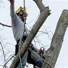 Tree Trimming In Louisville: A Key Component Of Effective Tree Maintenance