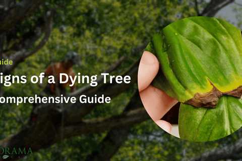 Spot the Telltale Signs of a Dying Tree: A Comprehensive Guide