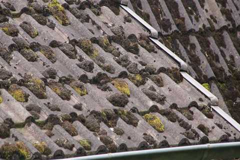 Understanding Mold Growth on Commercial Roofs